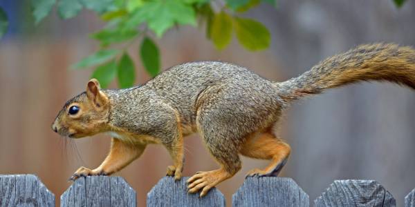 Squirrel walking along fence